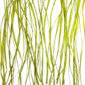seaweed | 3form